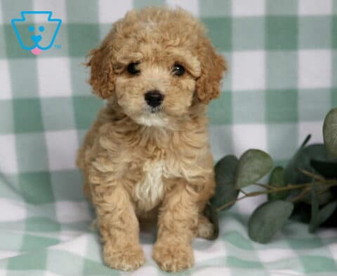 Rain Cavapoo
