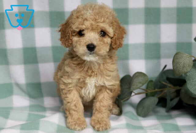 Adorable apricot Cavapoo puppy with a curly teddy bear coat sitting on a green checkered blanket beside soft eucalyptus greenery image