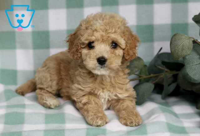 Sweet apricot Cavapoo puppy lounging on a soft green plaid blanket with fluffy curly fur and eucalyptus leaves beside it image