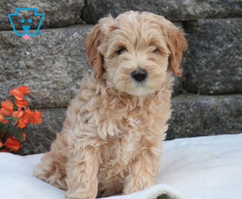 Mini Labradoodle puppy with soft, curly cream-apricot coat sitting on a white blanket, posed in front of a stone wall with bright orange flowers for a warm, outdoor look