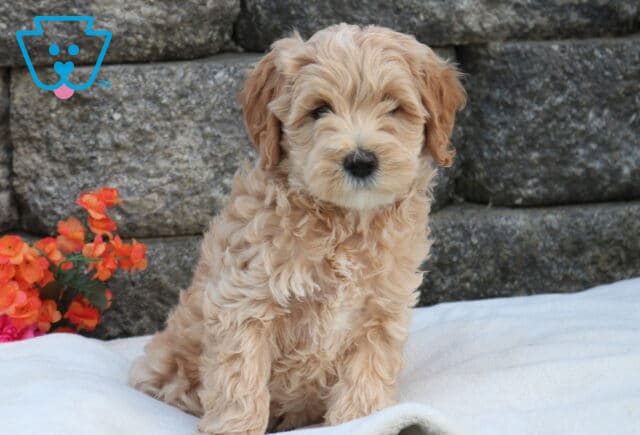Mini Labradoodle puppy with soft, curly cream-apricot coat sitting on a white blanket, posed in front of a stone wall with bright orange flowers for a warm, outdoor look image