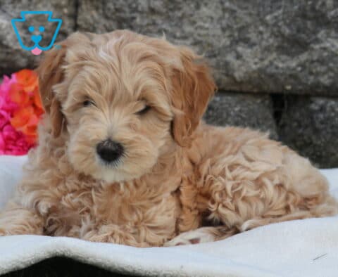 Mini Labradoodle puppy with fluffy light apricot curls resting on a soft white blanket, set against a stone wall backdrop with bright pink and orange flowers