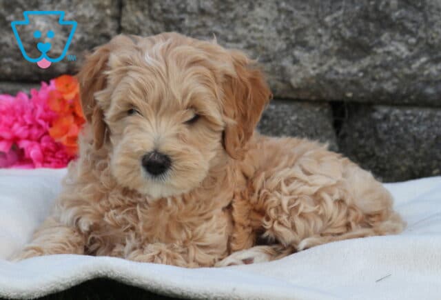 Mini Labradoodle puppy with fluffy light apricot curls resting on a soft white blanket, set against a stone wall backdrop with bright pink and orange flowers image