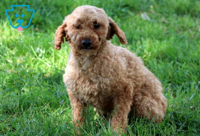 Reddy Mini Poodle Joe Martin image