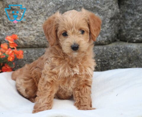 Mini Labradoodle puppy with fluffy apricot coat sitting on a white cushion, posed against a stone wall with bright pink and orange flowers adding a colorful backdrop