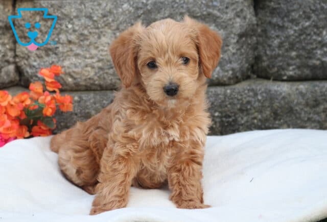 Mini Labradoodle puppy with fluffy apricot coat sitting on a white cushion, posed against a stone wall with bright pink and orange flowers adding a colorful backdrop image