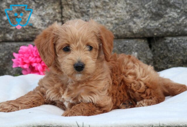 Mini Labradoodle puppy with wavy apricot fur lounging on a soft white blanket, set against a stone wall with a pop of bright pink flowers in the background image