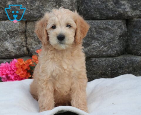 Mini Labradoodle puppy with fluffy apricot coat sitting upright on a soft white blanket, posed in front of a stone wall with bright pink and orange flowers nearby
