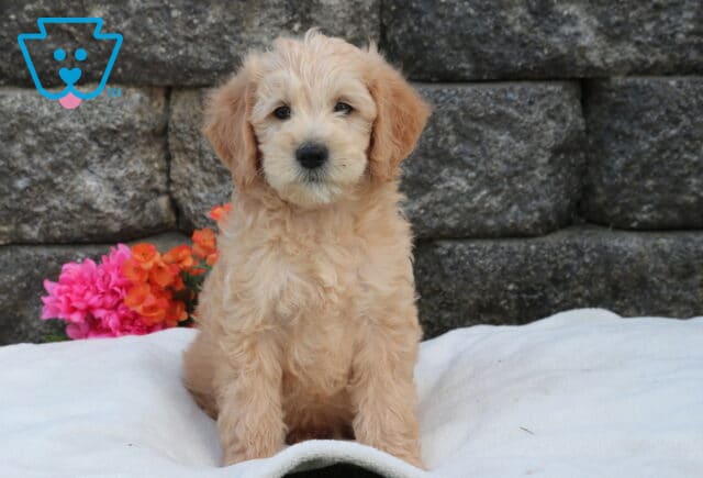 Mini Labradoodle puppy with fluffy apricot coat sitting upright on a soft white blanket, posed in front of a stone wall with bright pink and orange flowers nearby image
