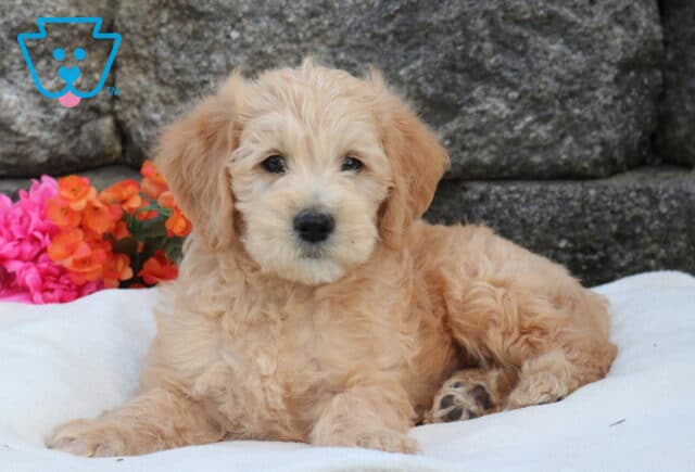 Mini Labradoodle puppy with soft apricot curls lying comfortably on a white blanket, posed in front of a stone wall with bright pink and orange flowers adding a colorful backdrop image