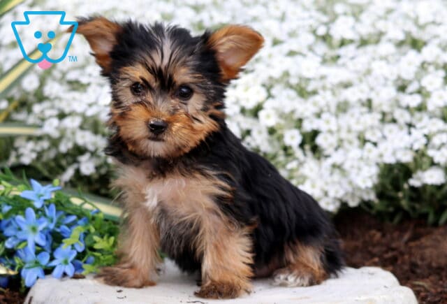Rhoda Yorkie image