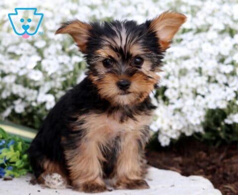 Rhoda Yorkie2