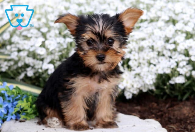 Rhoda Yorkie2 image