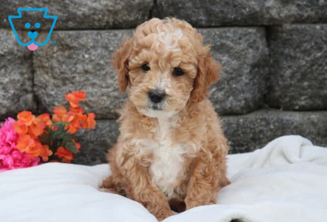 Mini Labradoodle puppy with tight apricot curls and a white chest patch sitting on a soft white blanket, posed in front of a stone wall with bright pink and orange flowers nearby image