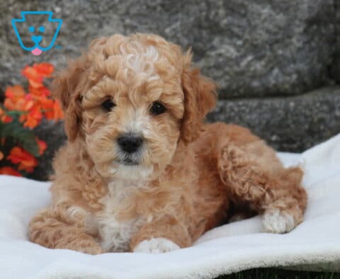 Mini Labradoodle puppy with curly apricot coat and white-tipped paws lying on a soft white blanket, set against a rustic stone wall with bright pink and orange flowers in the background
