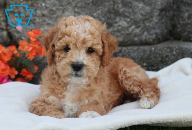 Mini Labradoodle puppy with curly apricot coat and white-tipped paws lying on a soft white blanket, set against a rustic stone wall with bright pink and orange flowers in the background image