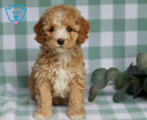 River Cavapoo