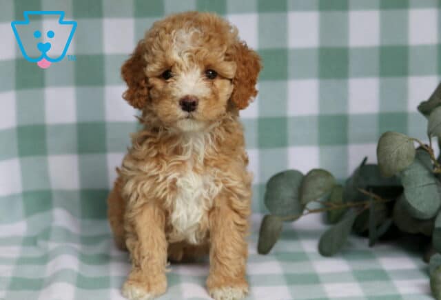 River Cavapoo image