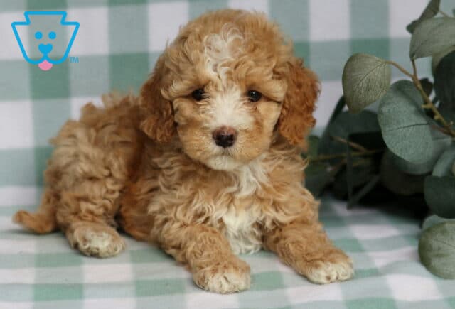 River Cavapoo2 image
