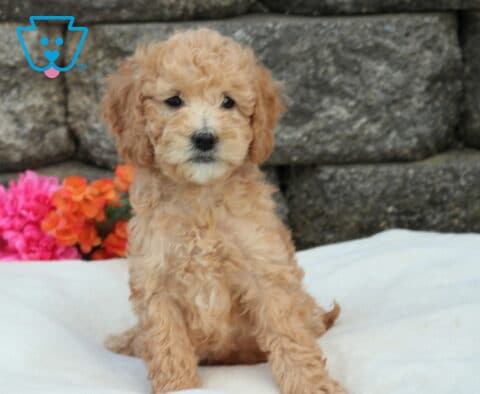 Mini Labradoodle puppy with curly apricot coat sitting on a soft white blanket, posed in front of a stone wall with bright pink and orange flowers