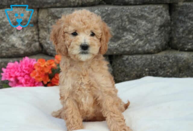 Mini Labradoodle puppy with curly apricot coat sitting on a soft white blanket, posed in front of a stone wall with bright pink and orange flowers image