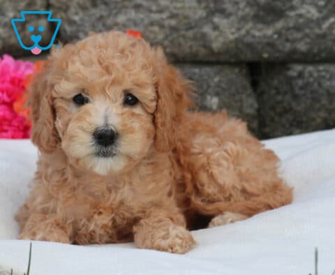 Mini Labradoodle puppy with soft apricot curls lying on a white blanket, featuring a stone wall backdrop and bright pink flowers for a cozy outdoor setting