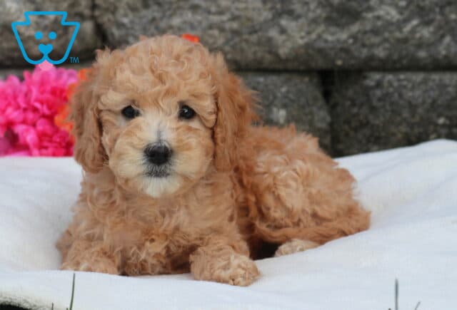 Mini Labradoodle puppy with soft apricot curls lying on a white blanket, featuring a stone wall backdrop and bright pink flowers for a cozy outdoor setting image