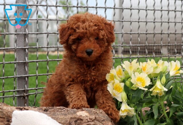 Rocket Mini Poodle image