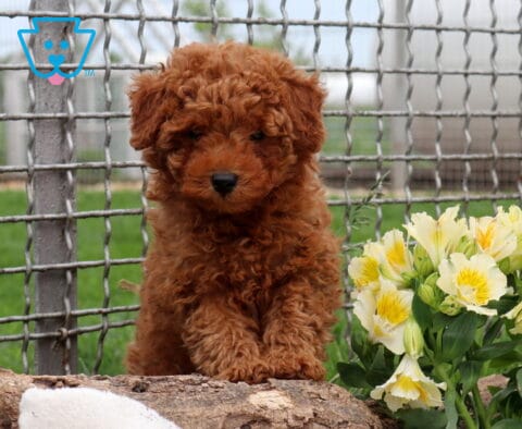 Rocket Mini Poodle2