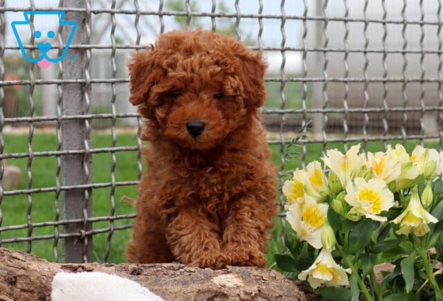 Rocket Mini Poodle2 image