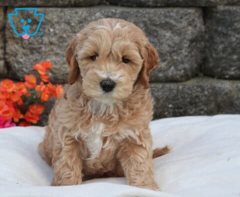 Mini Labradoodle puppy with soft apricot curls and a white chest sitting on a plush white blanket, photographed in front of a stone wall with bright pink and orange flowers