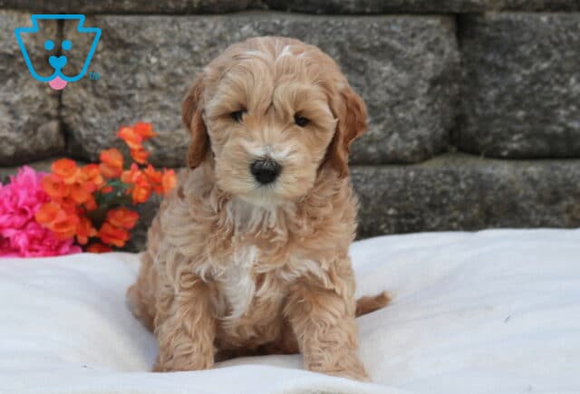 Mini Labradoodle puppy with soft apricot curls and a white chest sitting on a plush white blanket, photographed in front of a stone wall with bright pink and orange flowers image