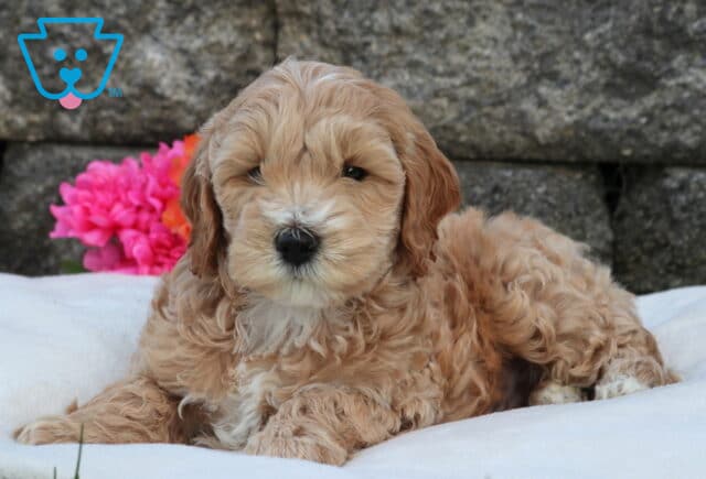 Mini Labradoodle puppy with thick apricot curls and a soft white muzzle resting on a plush white blanket, set against a stone wall with a pop of bright pink flowers image