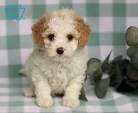 Ronnie Cavapoo