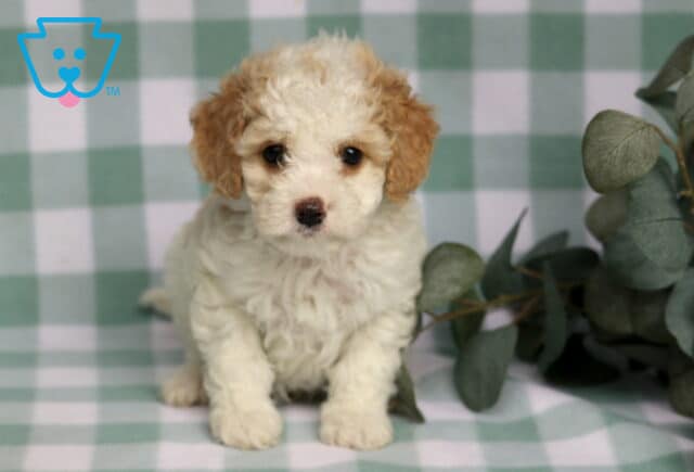 Ronnie Cavapoo image