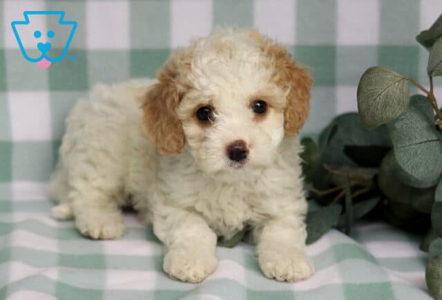 Ronnie Cavapoo2 image