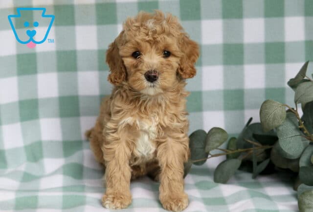 Rose Cavapoo image