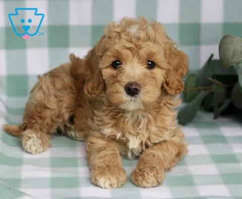 Rose Cavapoo2