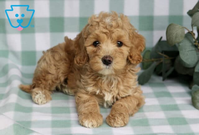 Rose Cavapoo2 image