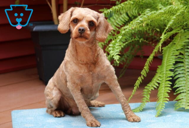 Rosie Cavapoo Elam & Sadie King image