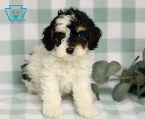 Roxy Cavapoo