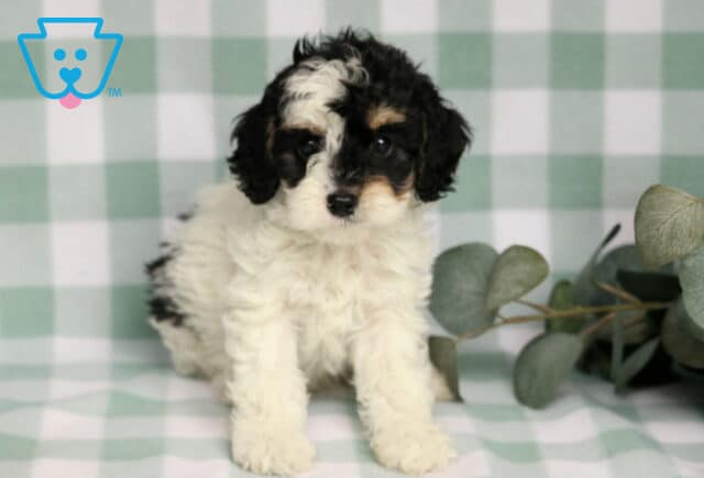 Roxy Cavapoo image