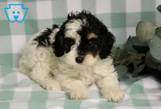 Roxy Cavapoo2 image