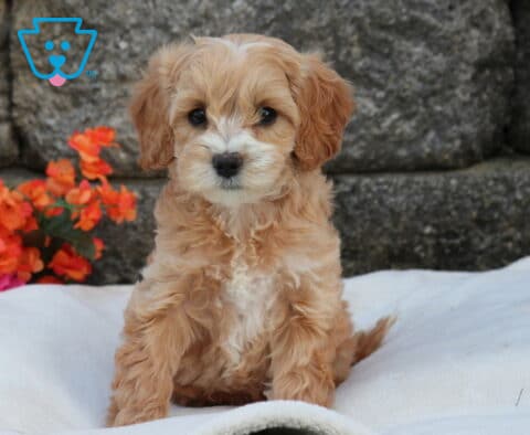 Mini Labradoodle puppy with soft apricot curls and a white chest patch sitting on a plush white blanket, posed in front of a stone wall with bright pink and orange flowers