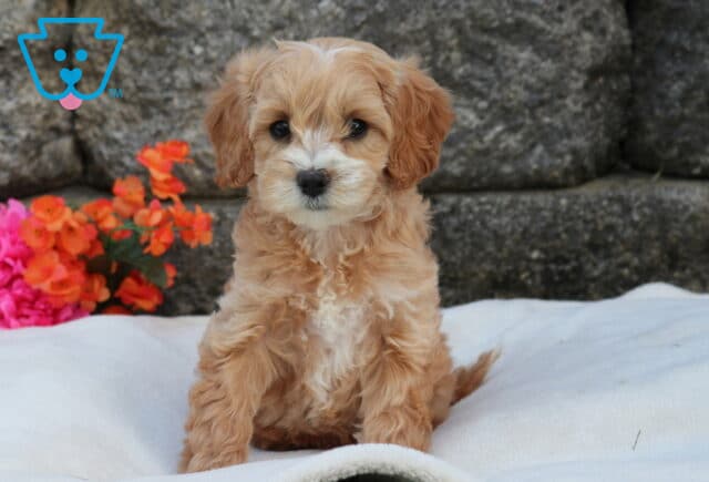 Mini Labradoodle puppy with soft apricot curls and a white chest patch sitting on a plush white blanket, posed in front of a stone wall with bright pink and orange flowers image