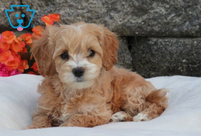 Mini Labradoodle puppy with fluffy apricot coat and white muzzle lying on a soft white blanket, photographed against a stone wall with vibrant pink and orange flowers image