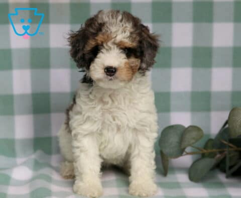 Royal Cavapoo