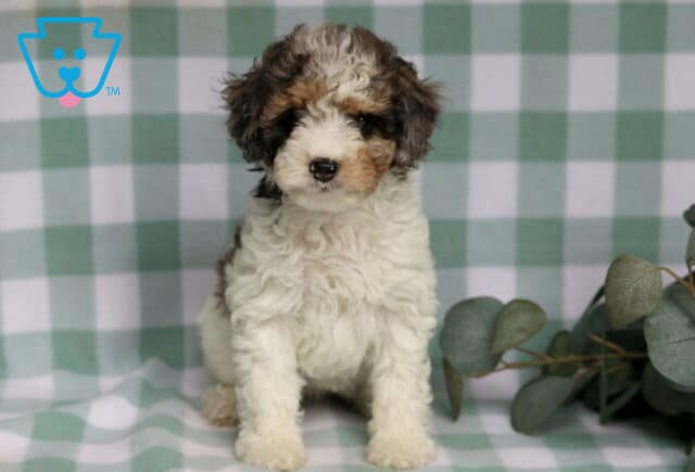 Royal Cavapoo image