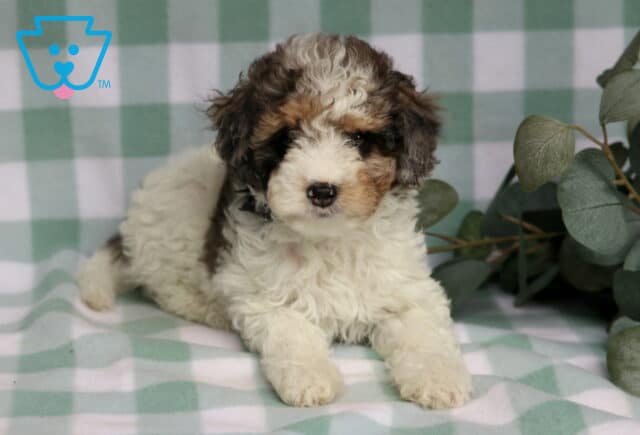 Royal Cavapoo2 image