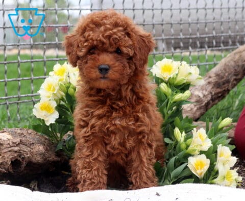 Ruby Mini Poodle